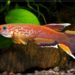 Aphyosemion Australe "Cap Esterias"