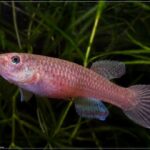 Aphyosemion australe