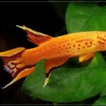 Aphyosemion Australe Gold