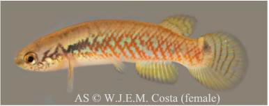 Melanorivulus scalaris Fêmea