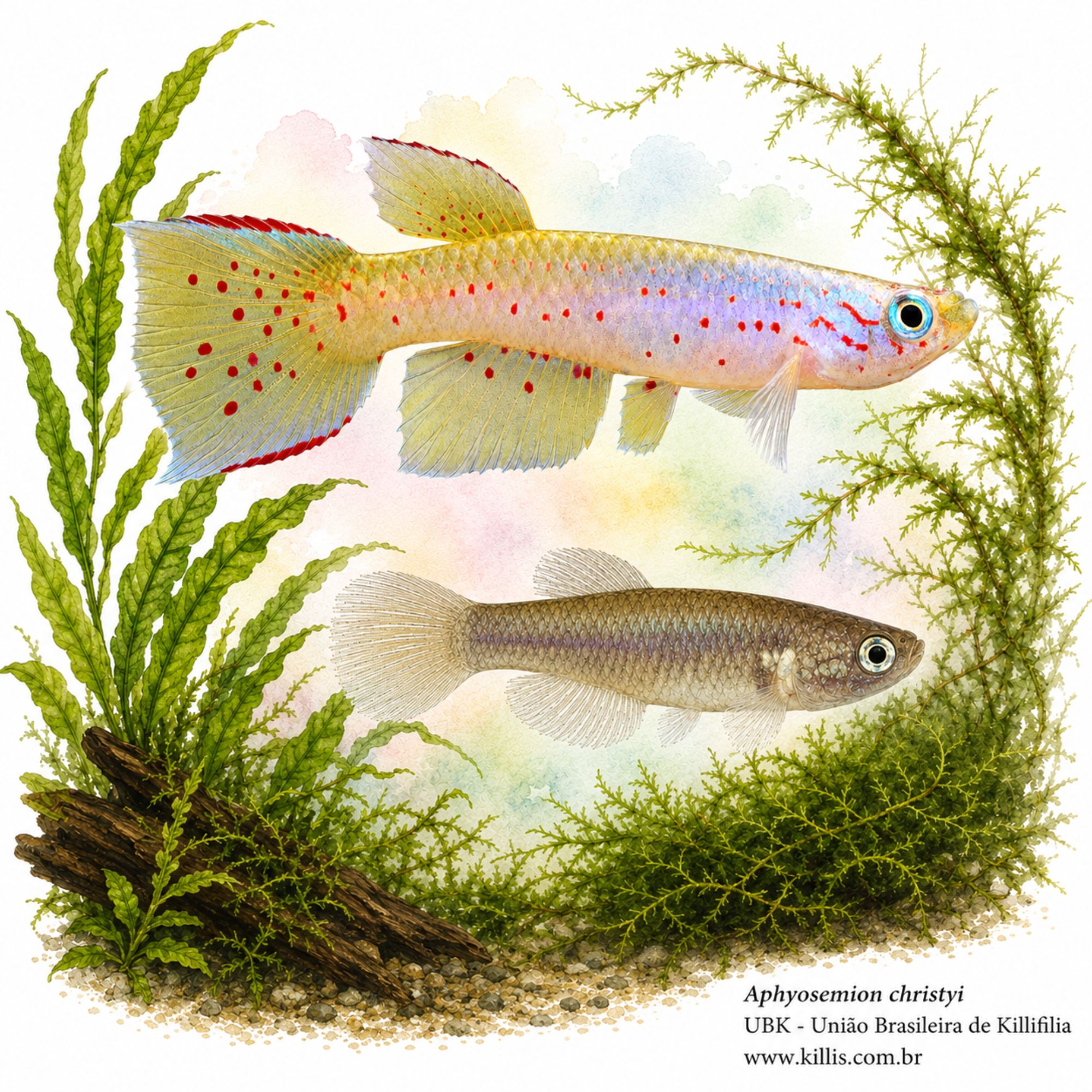 Aphyosemion christyi