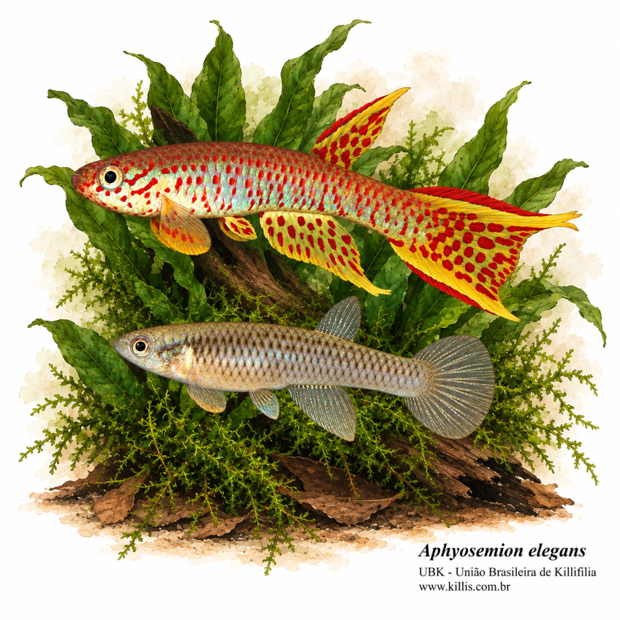 Aphyosemion elegans
