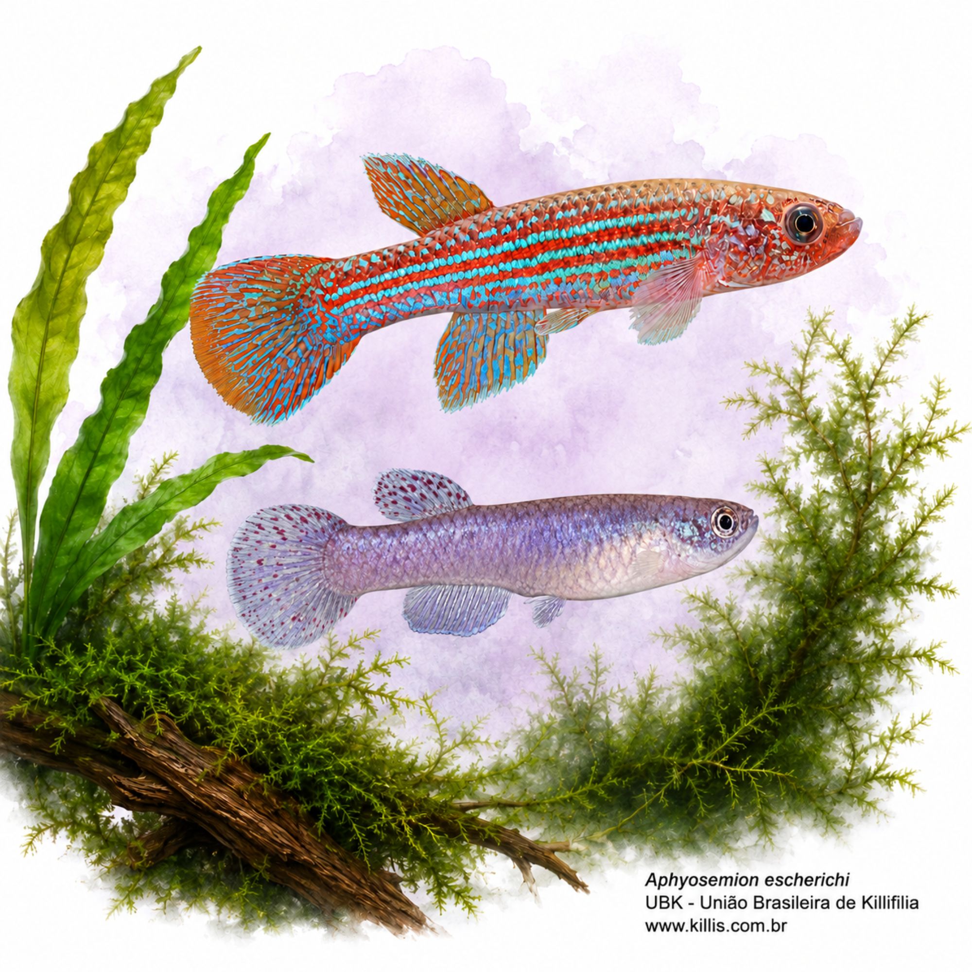 Aphyosemion escherichi