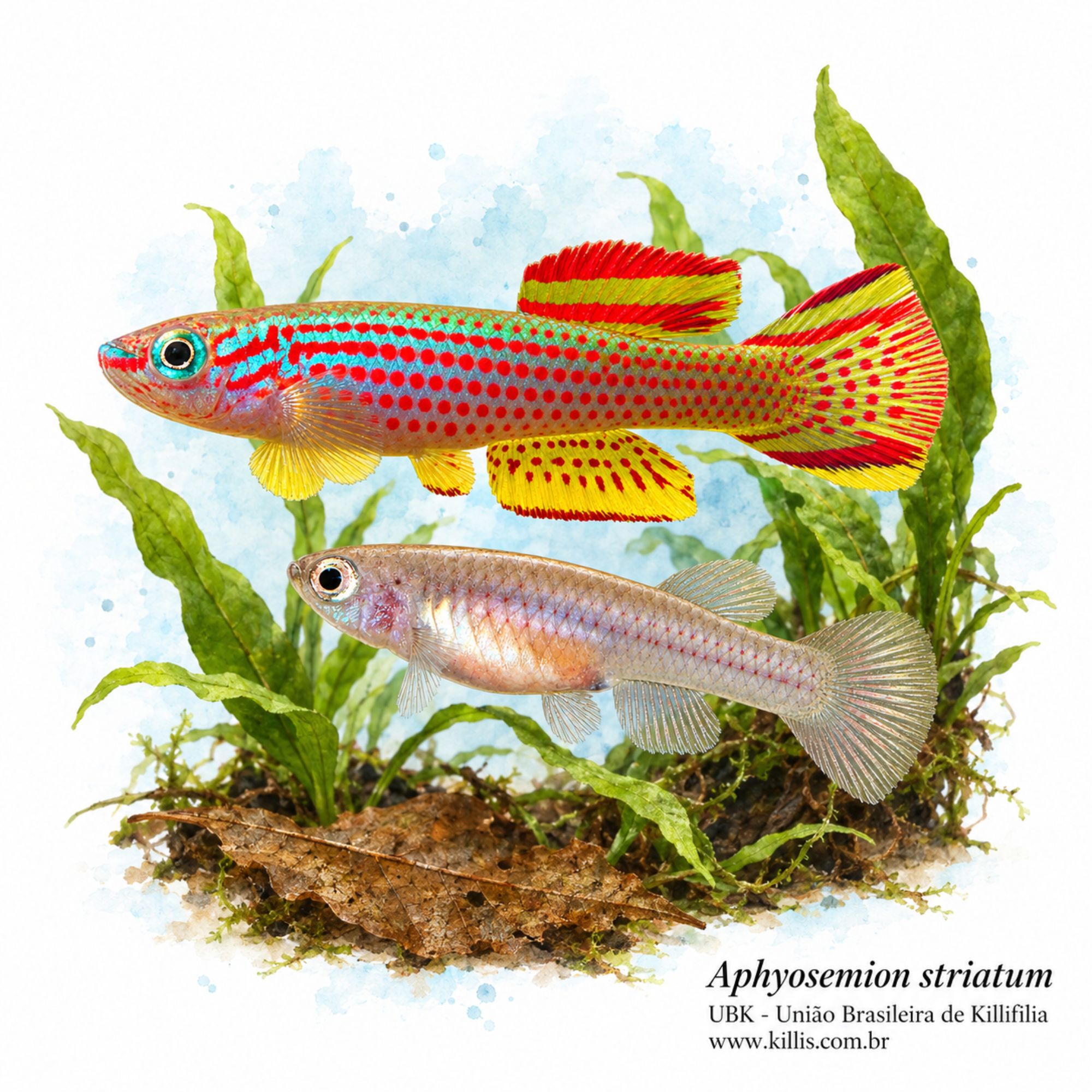 Aphyosemion striatum