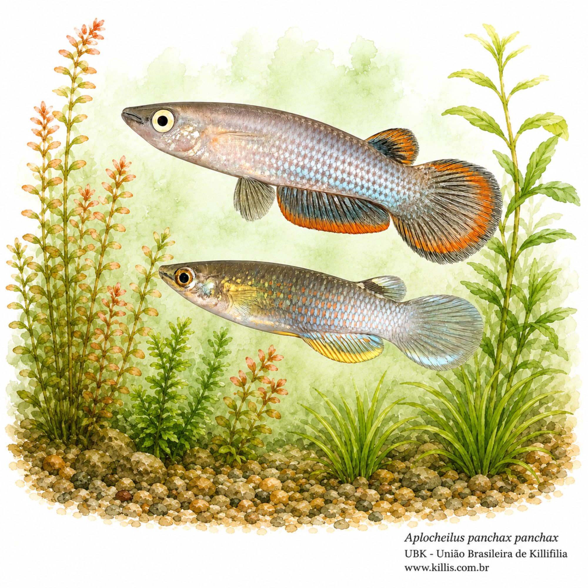 Aplocheilus panchax