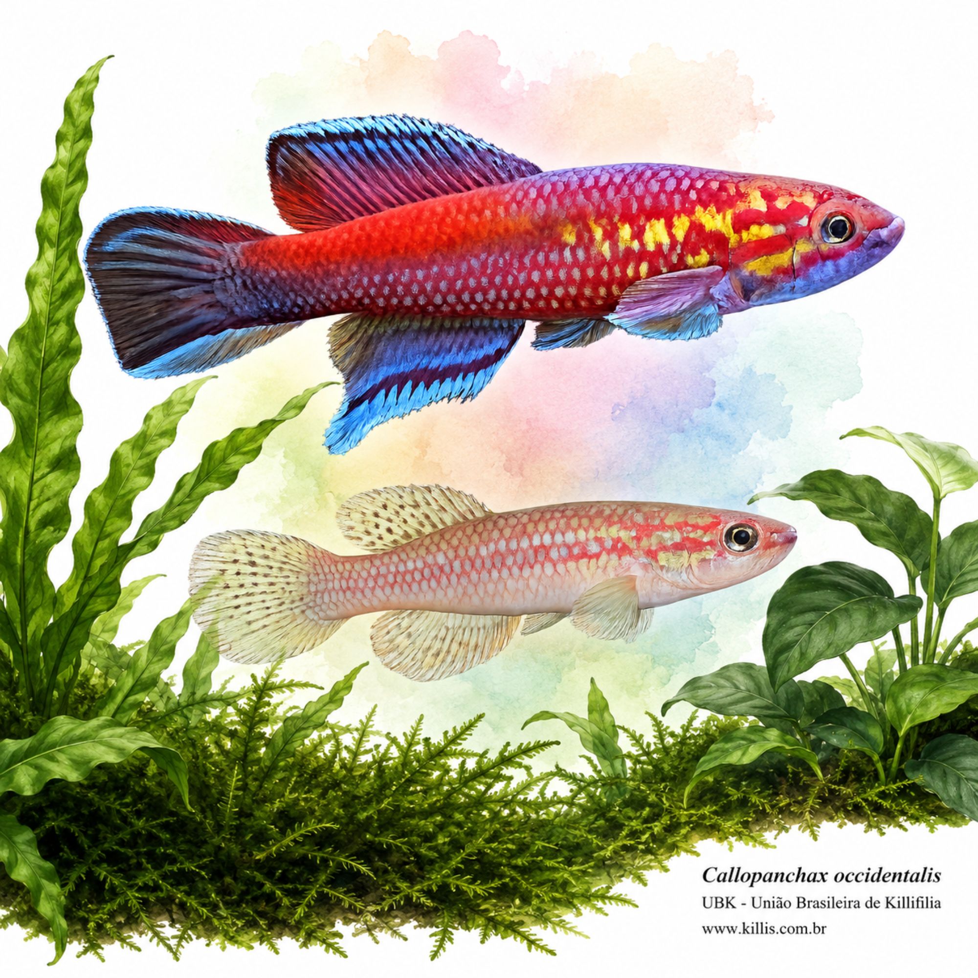 Callopanchax occidentalis
