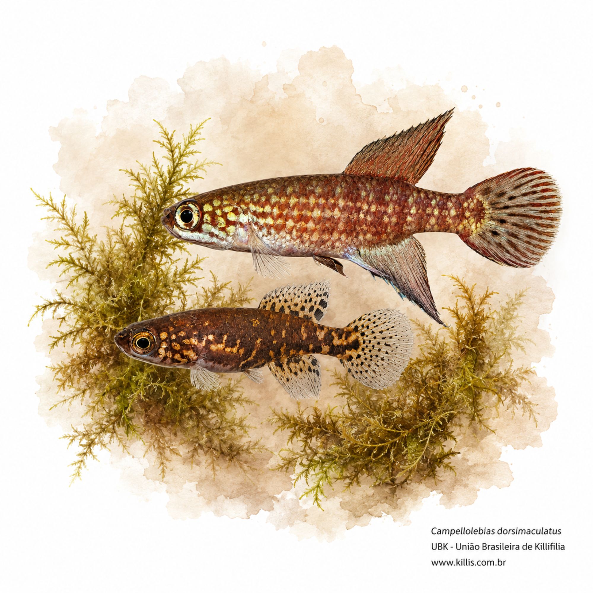 Campellolebias dorsimaculatus