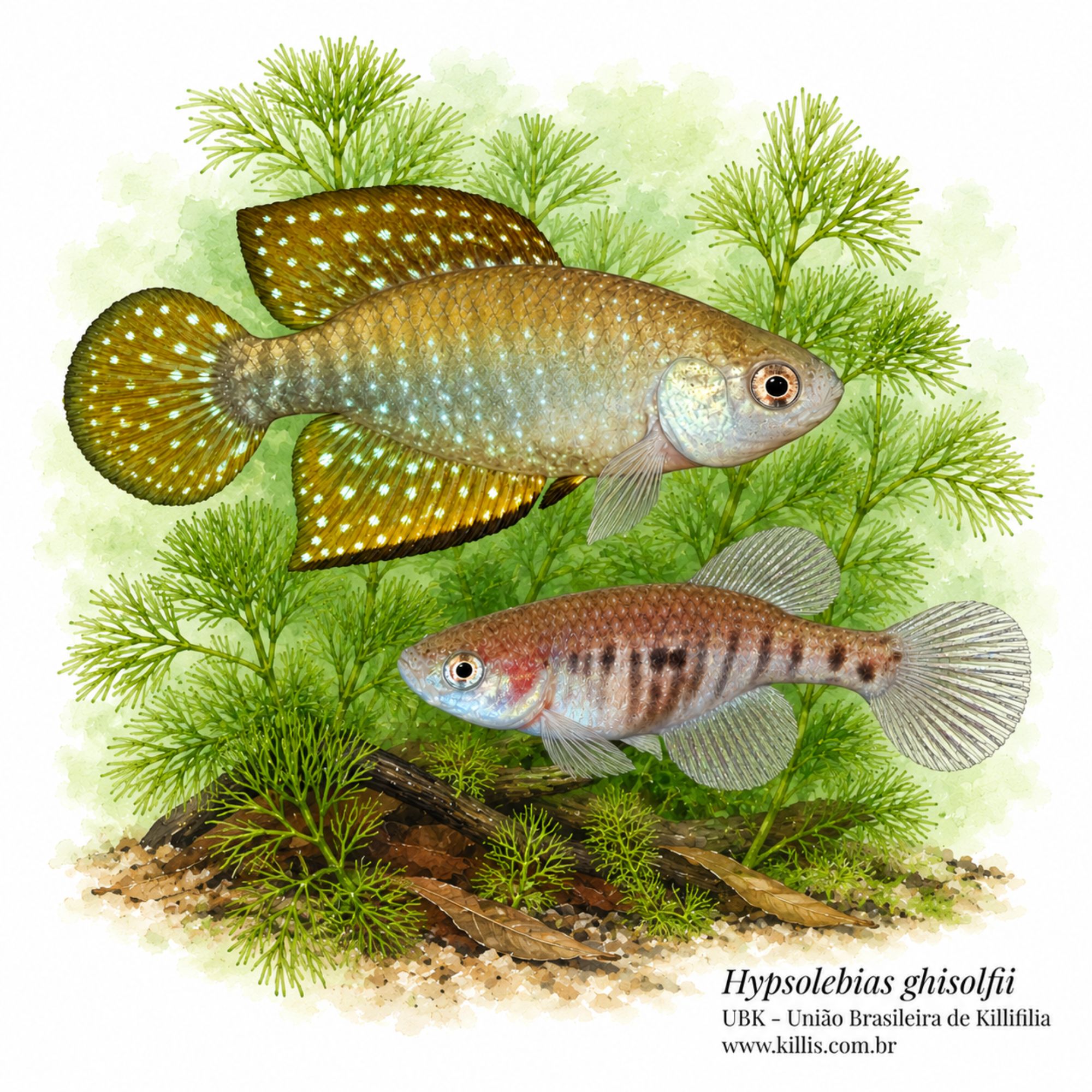 Hypsolebias ghisolfii