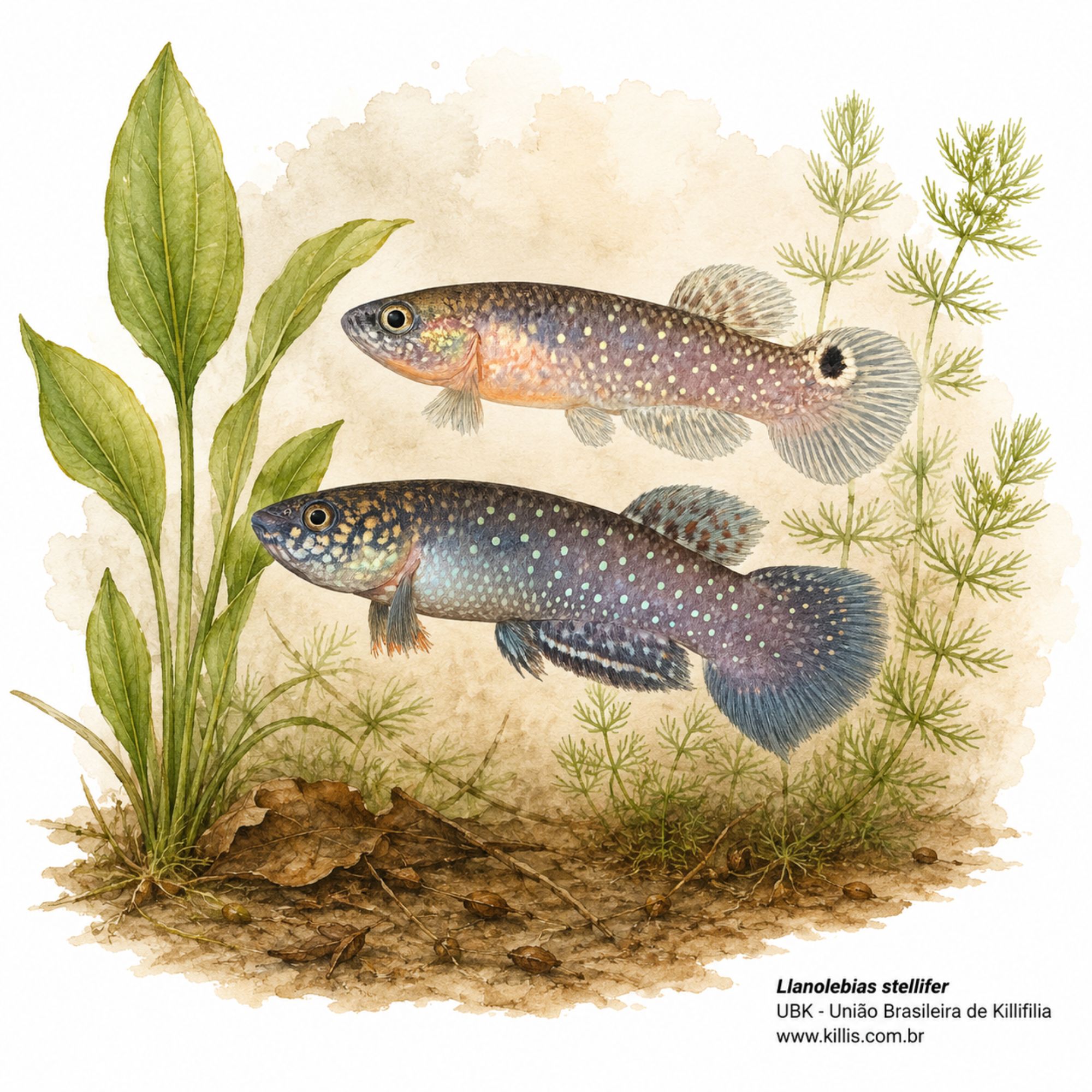Llanolebias stellifer