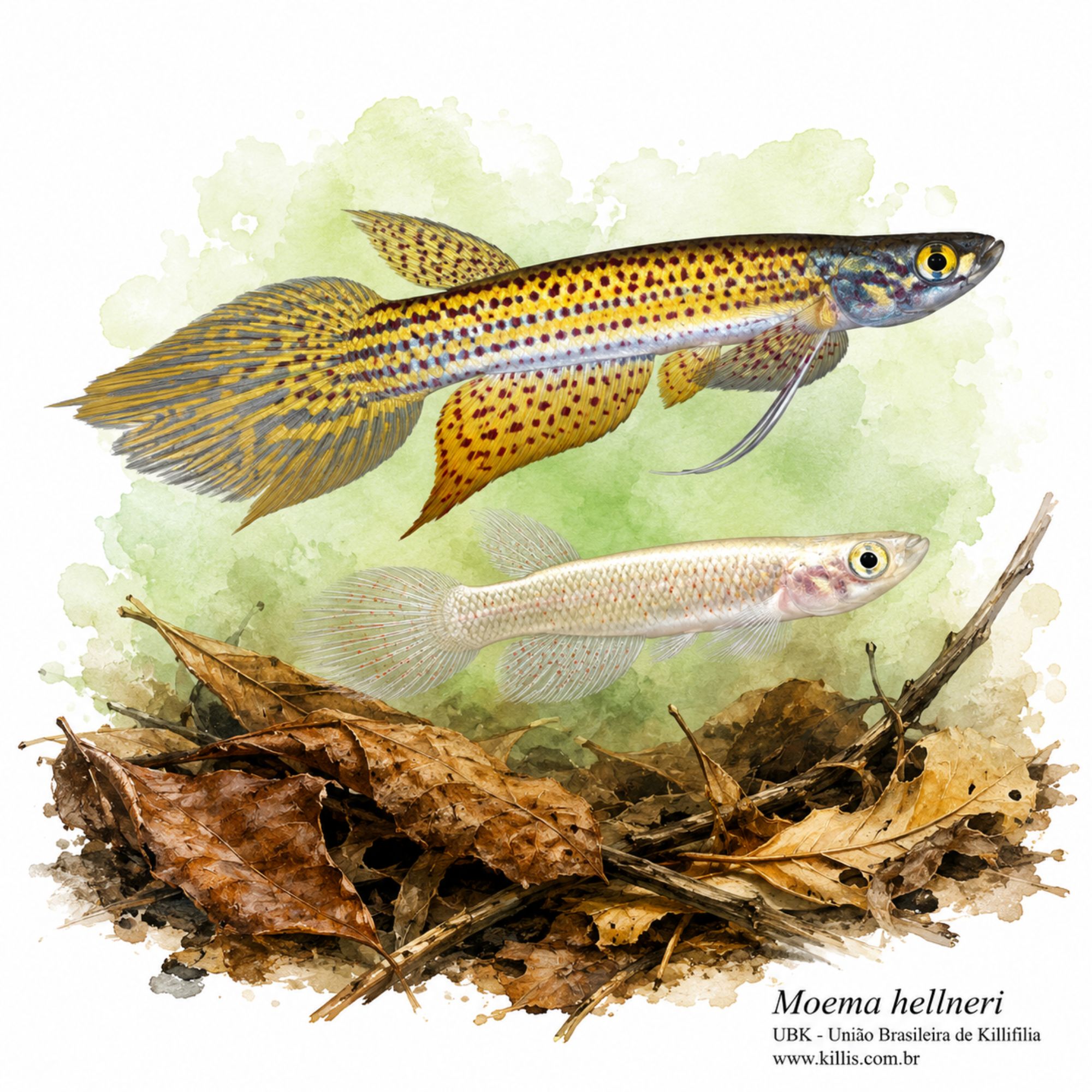 Moema hellneri