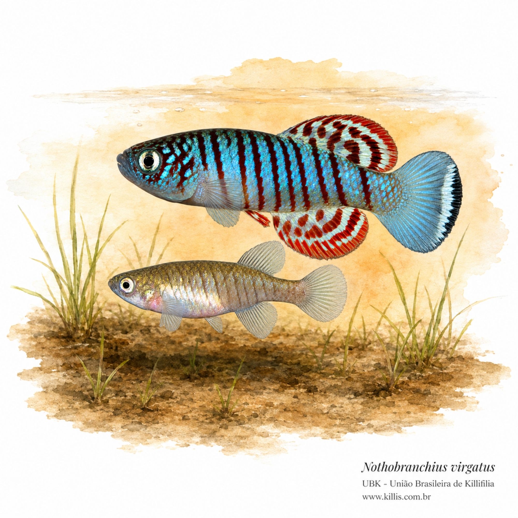 Nothobranchius virgatus