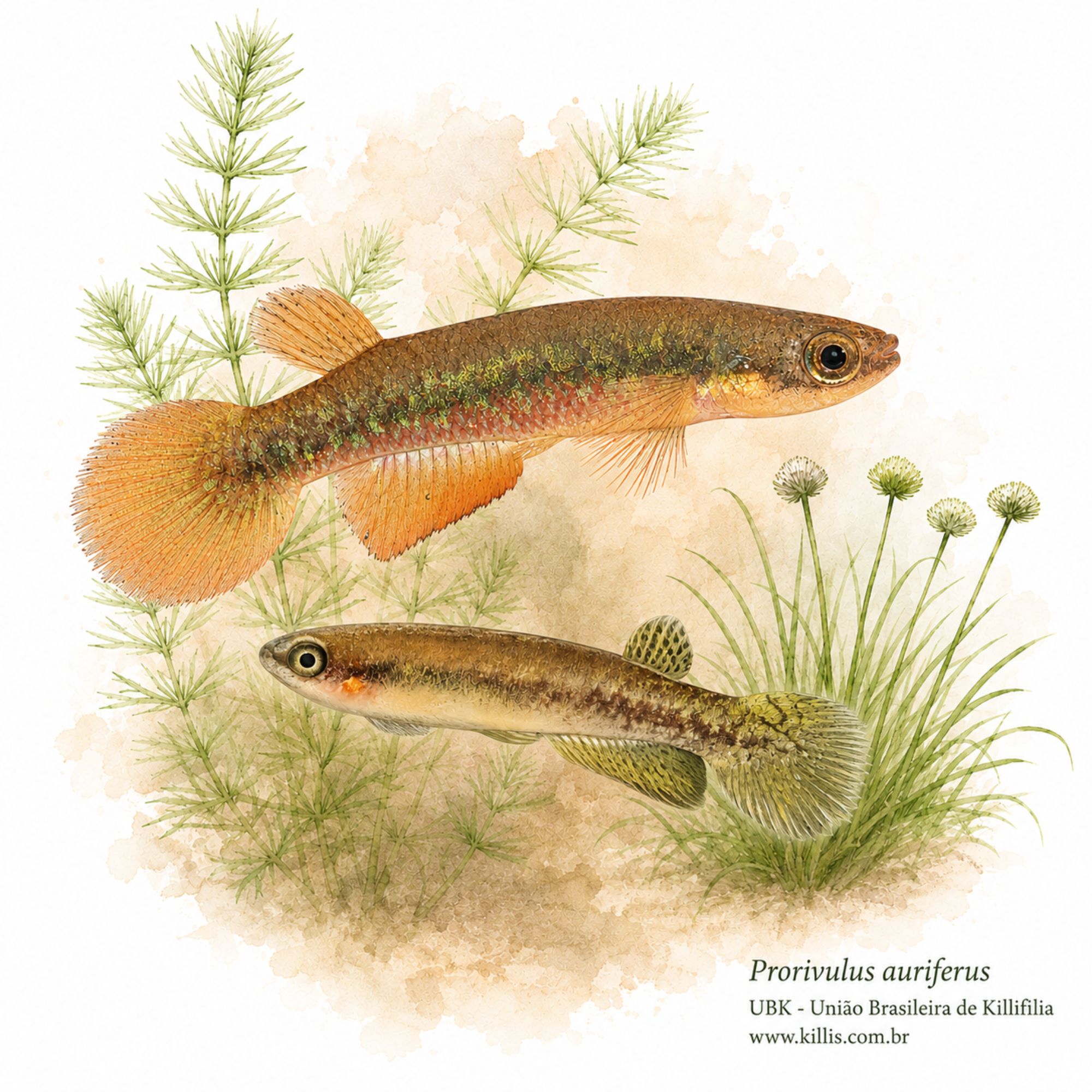 Prorivulus auriferus