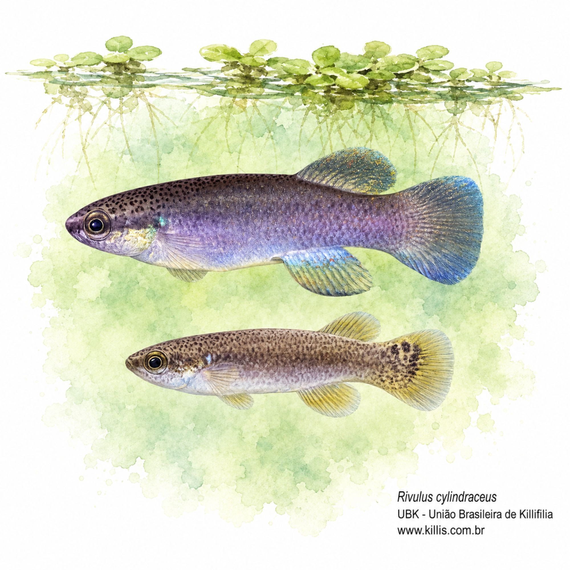 Rivulus cylindraceus