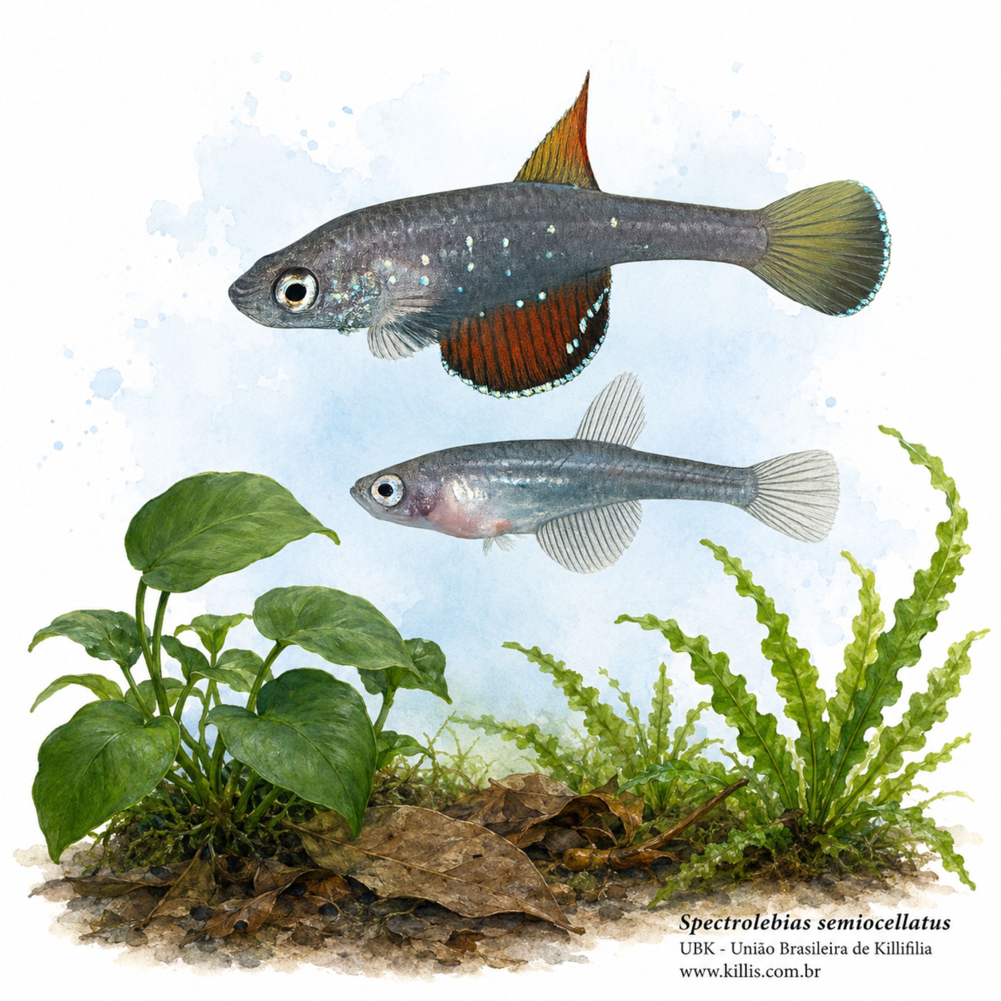 Spectrolebias semiocellatus