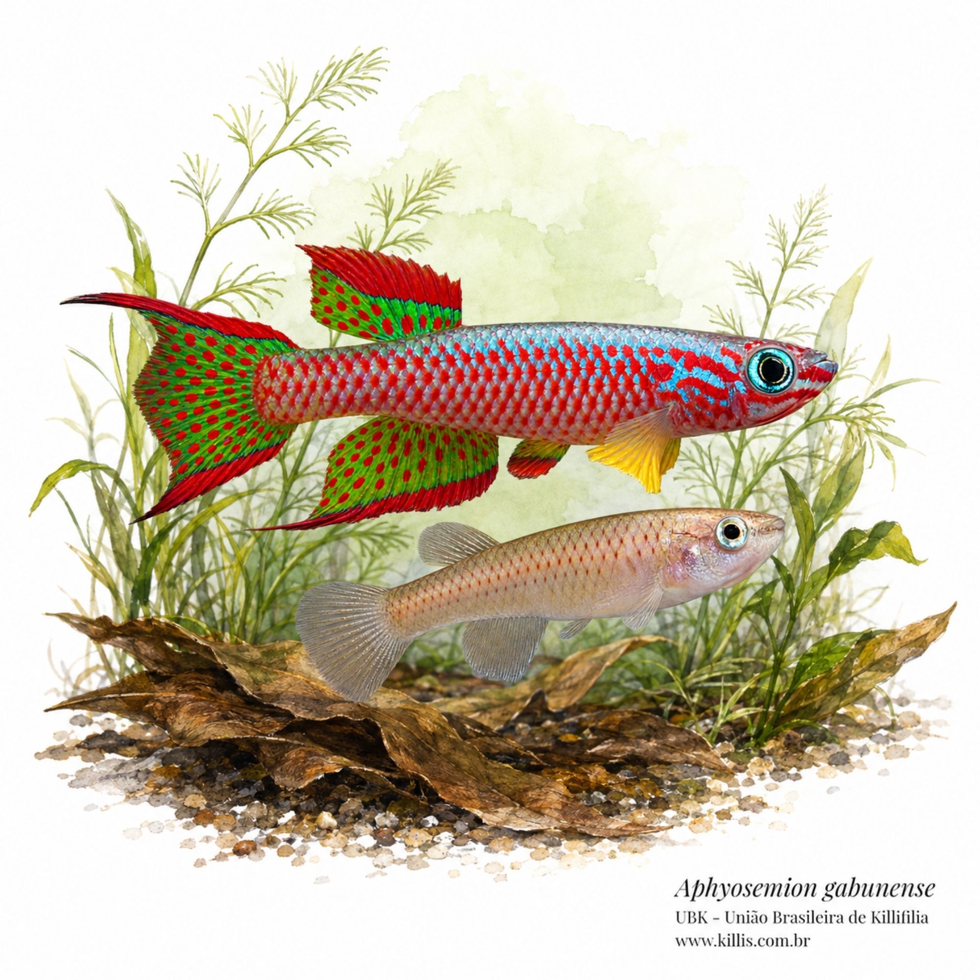 Aphyosemion gabunense