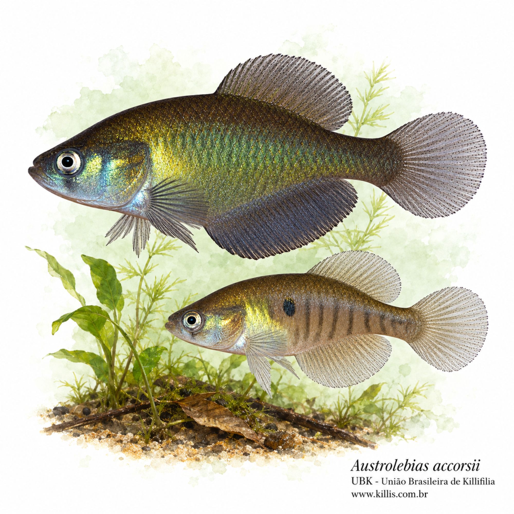 Austrolebias accorsii
