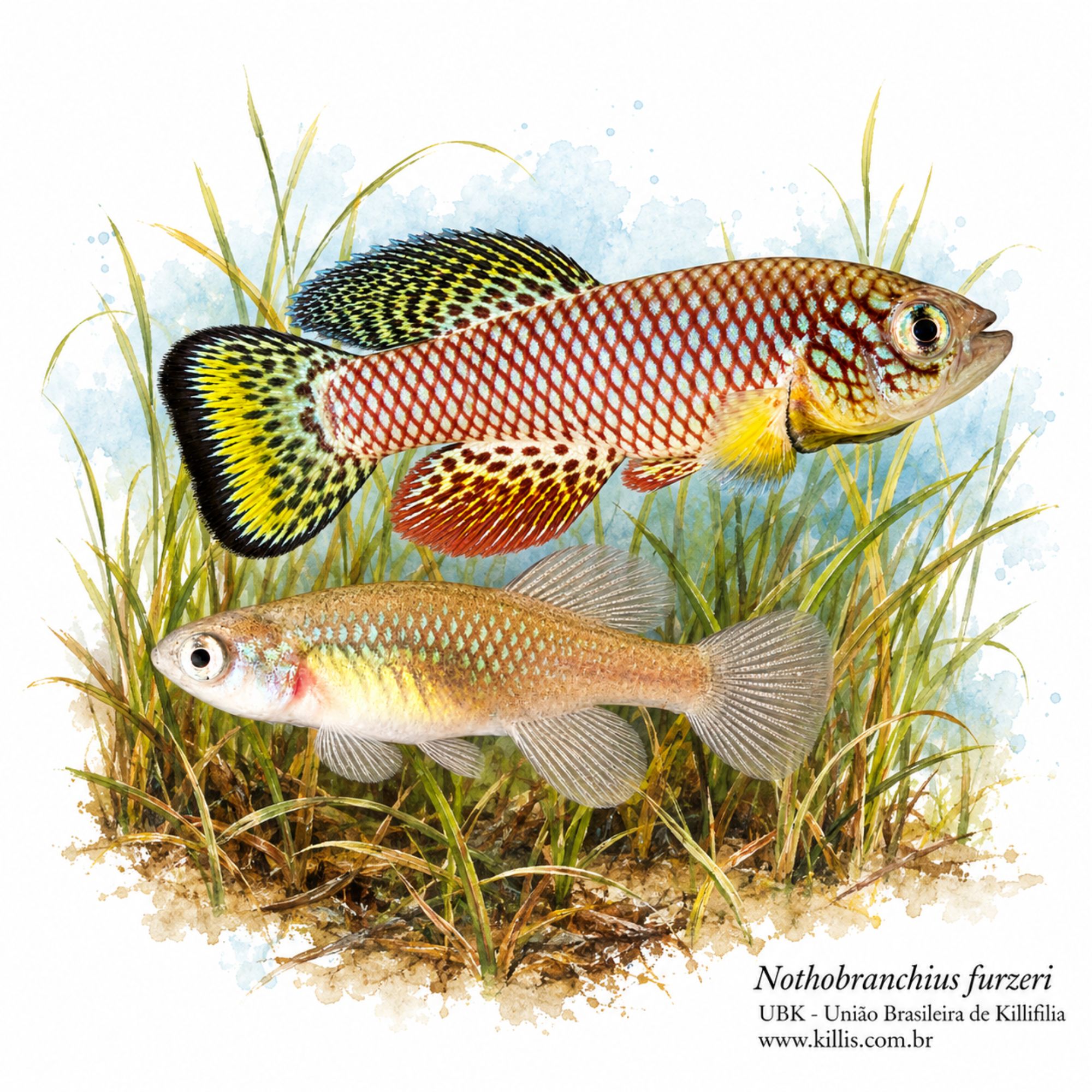 Nothobranchius furzeri
