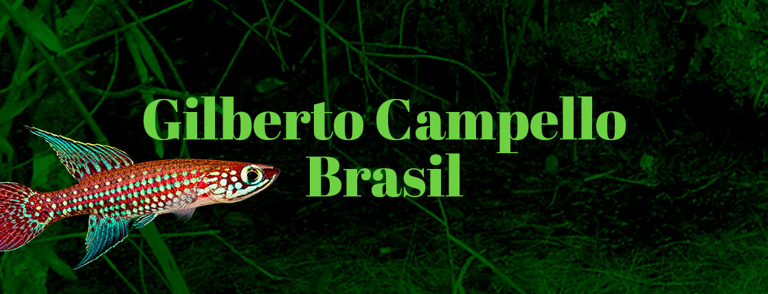 Gilberto Campello Brasil