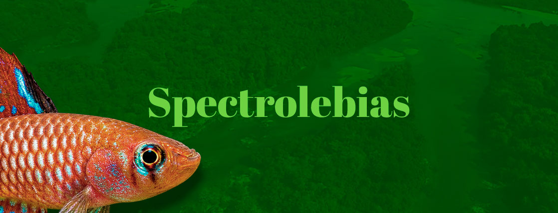 Spectrolebias
