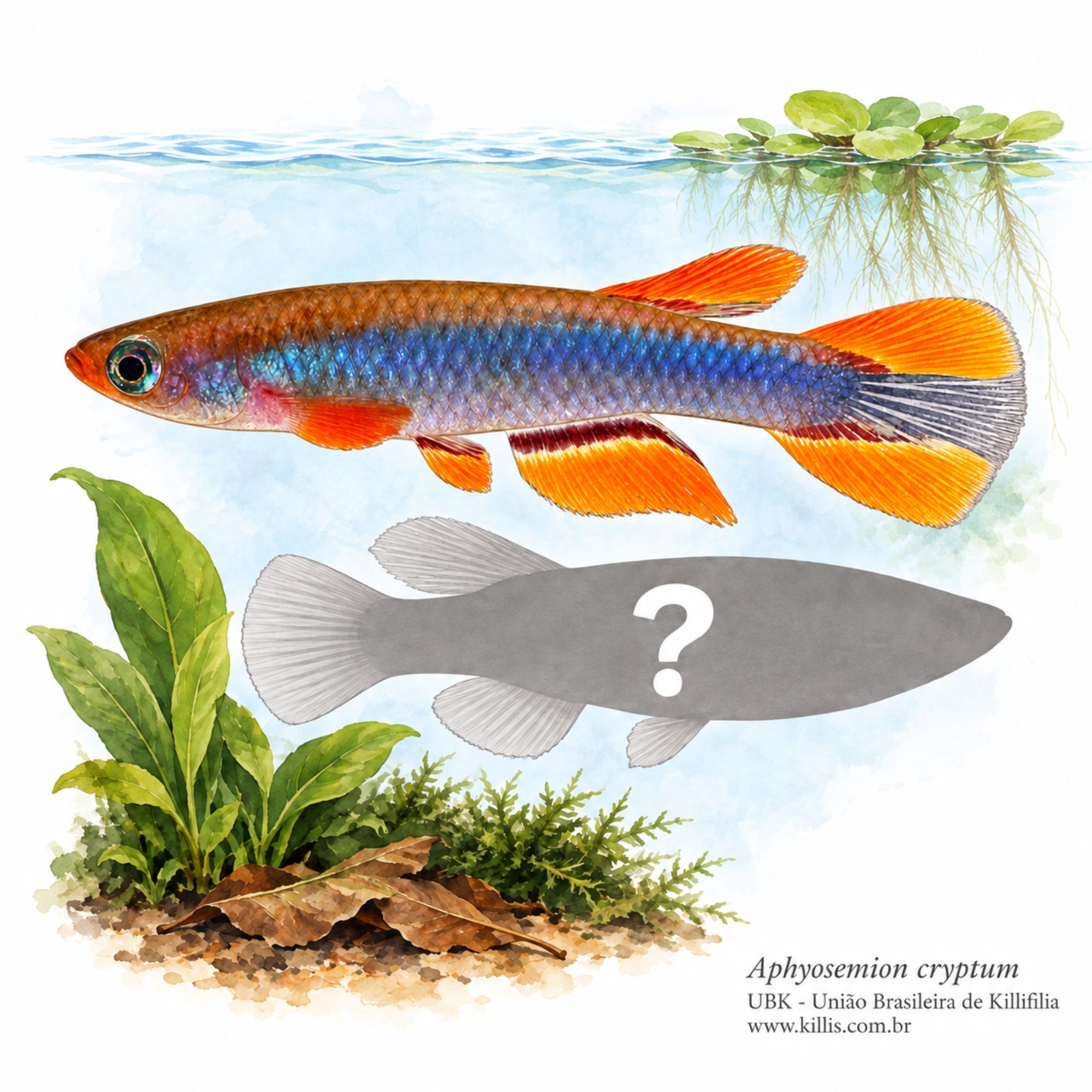 Aphyosemion cryptum
