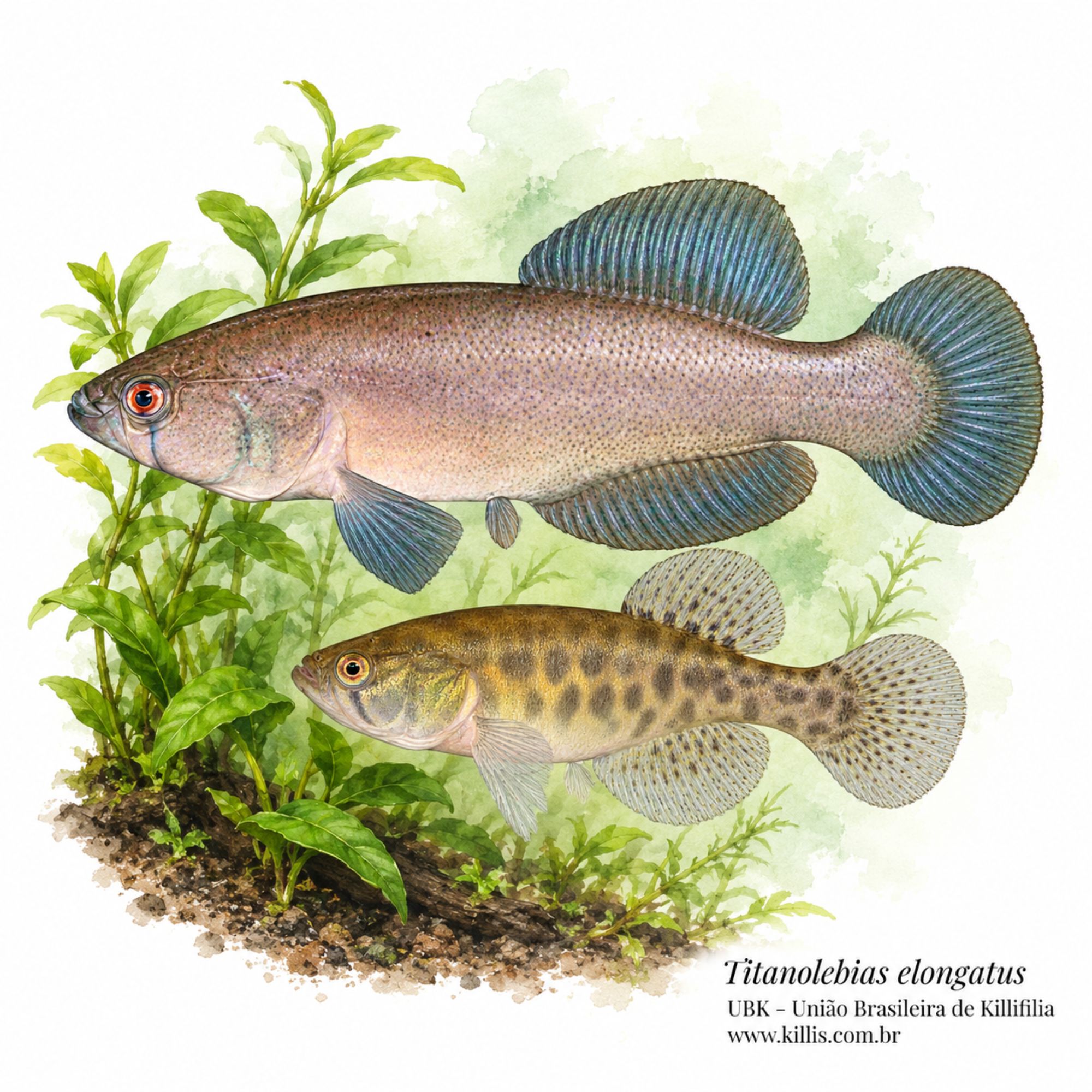 Titanolebias elongatus