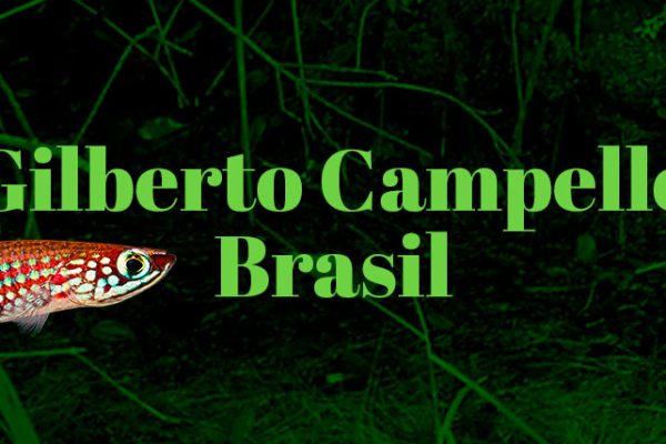 Gilberto Campello Brasil
