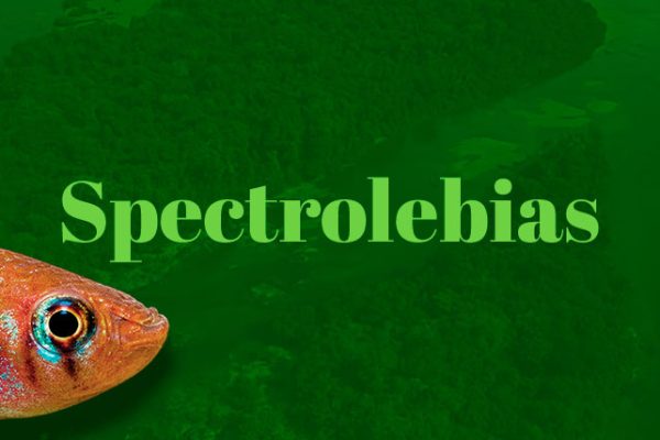 Spectrolebias